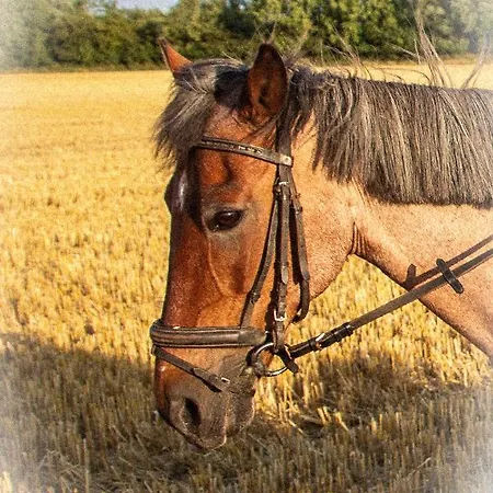 Staberhuk Baben - Grosser Sonniger Balkon - Xl * Staberdorf