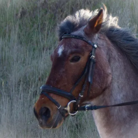 Staberhuk Baben - Grosser Sonniger Balkon - Xl 아파트 *