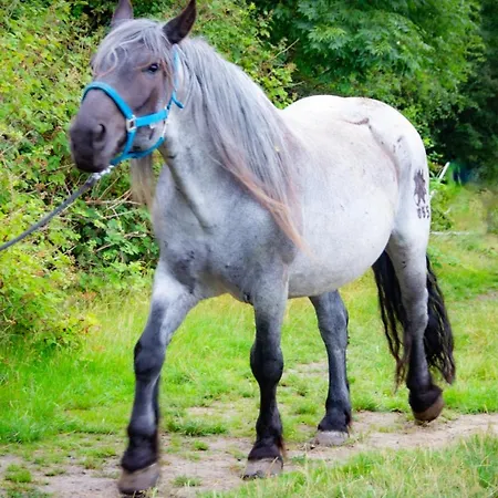 Staberhuk Baben - Grosser Sonniger Balkon - Xl